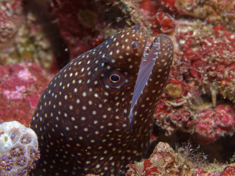 Moray eel, Wreck Point